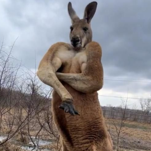 Buff Kangaroo